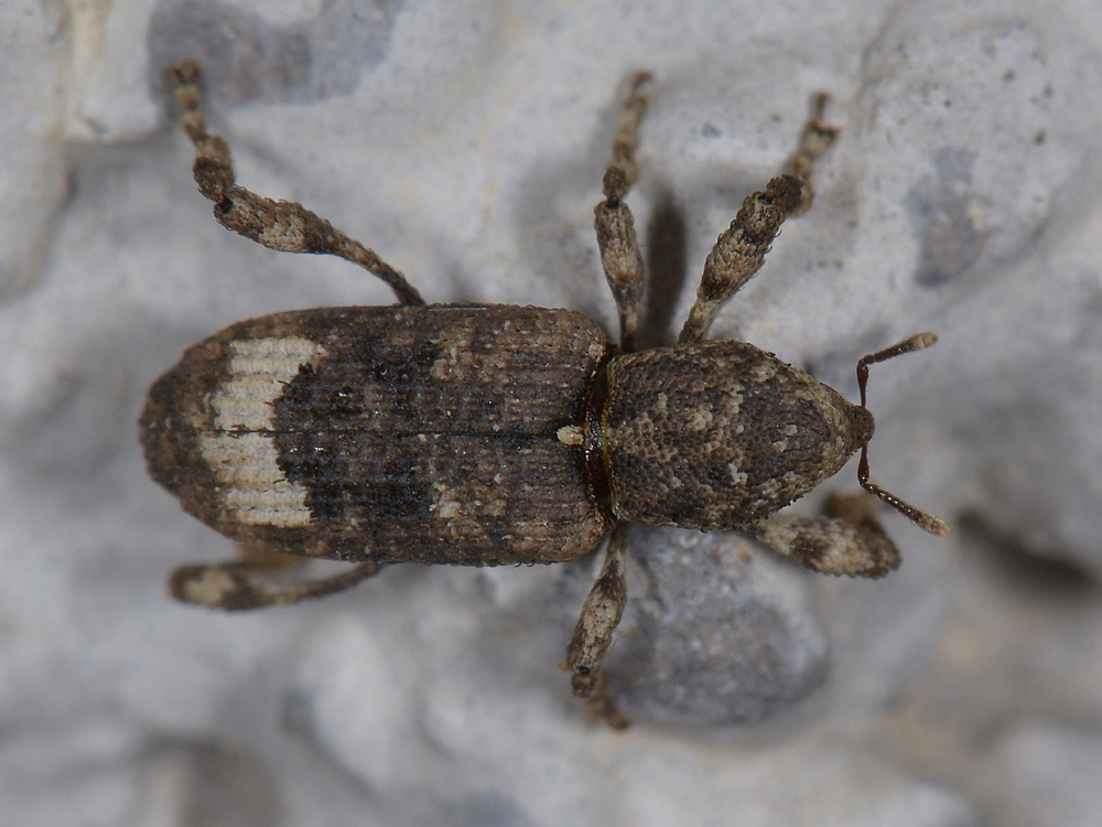 Camptorhinus simplex  (Curculionidae)